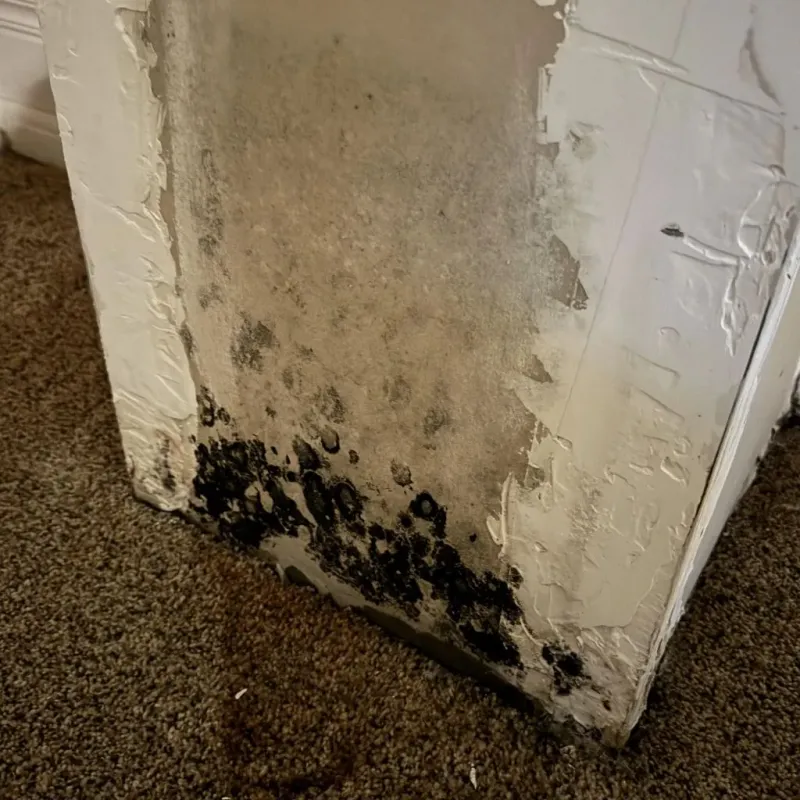 Professional Mold Removal in Warrenville, IL